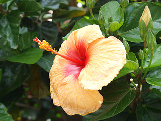 Image showing Orange Hibsicus Flowe