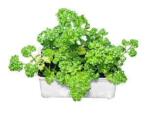 Image showing Fresh Parsley