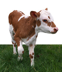 Image showing Ayrshire Hereford Cross Calf