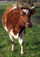 Image showing Ayrshire Cow
