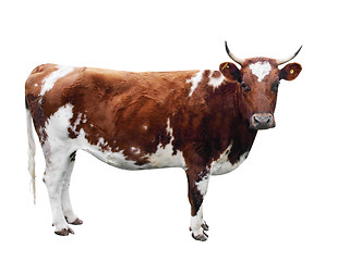 Image showing Ayrshire Cow