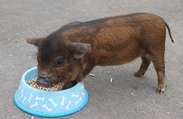 Image showing A New Zealand Kune Kune Piiglet