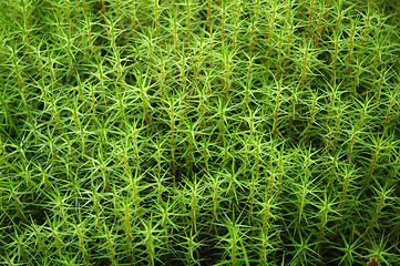 Image showing Fresh moss