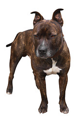 Image showing Staffy Mastiff Cross