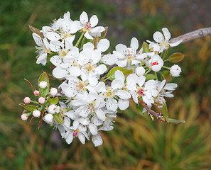 Image showing Apple Blossom Time