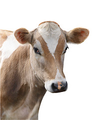 Image showing Jersey Heifer