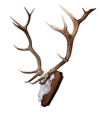 Image showing 15 Point Mounted Stag Horns