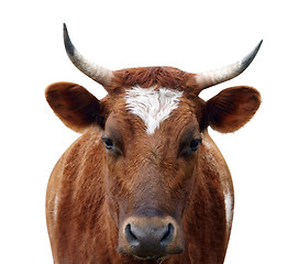 Image showing Ayrshire Cow with Horns