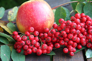 Image showing James Grieves apple and rowan-berries