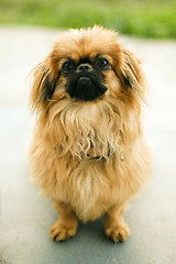 Image showing Pekinese