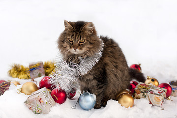 Image showing cat in winter