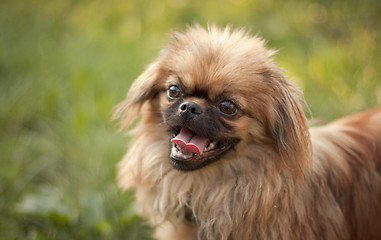 Image showing Pekingese