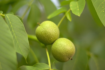 Image showing Green walnuts