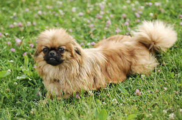 Image showing Pekinese