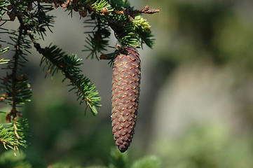 Image showing cone