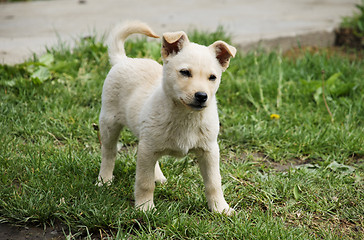 Image showing small dog