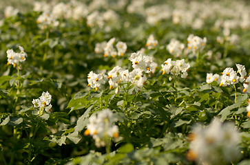 Image showing potato flowers