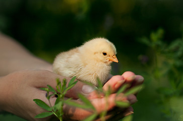 Image showing chicken in his hand