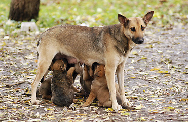 Image showing Mother dog with children