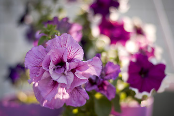 Image showing Petunia flowers