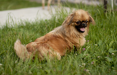 Image showing brown dog