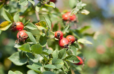 Image showing rose on the branch