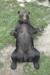 Image showing brown bear lying on his back