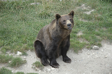 Image showing brown bear