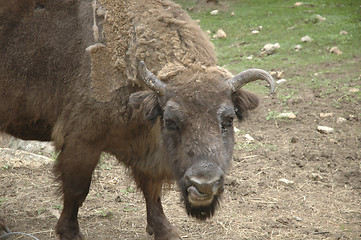 Image showing buffalo