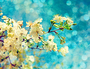 Image showing cherry flowers on grunge background
