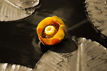 Image showing Water Lily