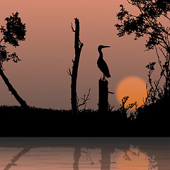 Image showing silhouette view of bird on a branch, wildlife