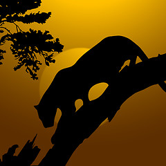 Image showing silhouette view of tiger on a tree, wildlife