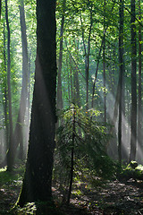 Image showing Sunbeam entering hornbeam deciduous forest