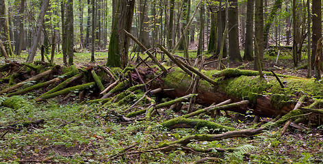 Image showing Moss wrapped part of broken tree lying