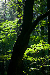 Image showing Old hornbeam tree trunk against summer morning sun