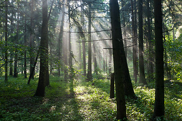 Image showing Sunbeam entering hornbeam deciduous forest