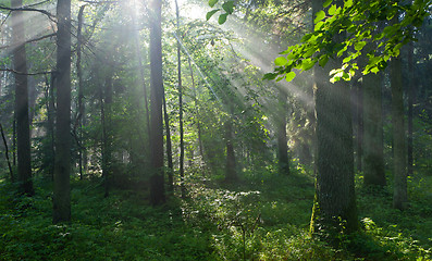 Image showing Sunbeam entering rich deciduous forest