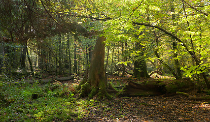 Image showing Old oak tree broken lying