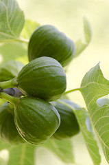 Image showing green figs