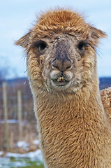 Image showing Alpaca, Vicugna pacos 