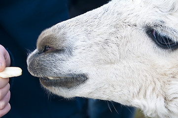 Image showing Alpaca eats of a hand