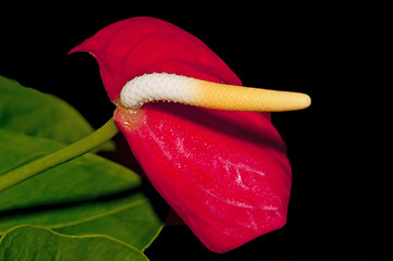 Image showing  Tulip Anthurium, Hawaiian Tulip