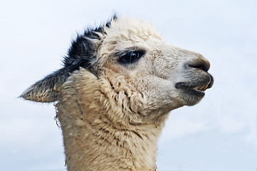 Image showing Alpaca