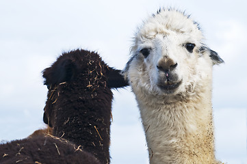 Image showing Alpaca