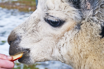 Image showing Alpaca eats of a hand