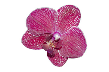 Image showing orchid flower isolated