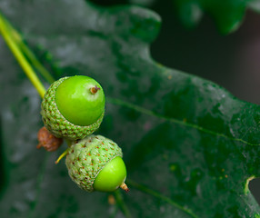 Image showing Acorns