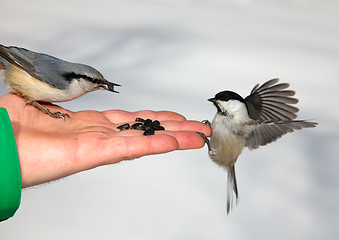 Image showing Birds on the hand