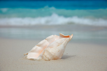 Image showing Shell on the beach.